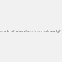 Porcine/Swine Anti-Pasteurella multocida antigens IgG +ve serum